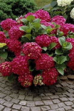 Red Sensation Hydrangea - 3 Gallon Pot -Hydrangeas Zone hydrangea macrophylla red sensation 2