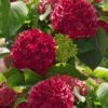 Red Sensation Hydrangea - 3 Gallon Pot -Hydrangeas Zone hydrangea macrophylla red sensation 5