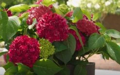 Red Sensation Hydrangea - 3 Gallon Pot -Hydrangeas Zone hydrangea macrophylla red sensation 6