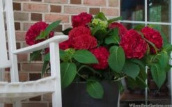 Red Sensation Hydrangea - 3 Gallon Pot -Hydrangeas Zone hydrangea macrophylla red sensation 7