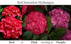 Red Sensation Hydrangea - 3 Gallon Pot -Hydrangeas Zone hydrangea macrophylla red sensation 8