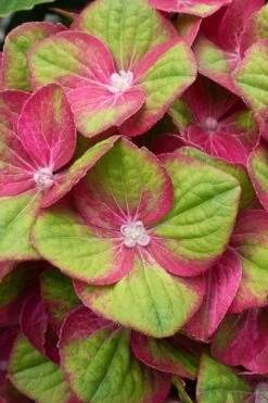 Tilt-A-Swirl Hydrangea - 3 Gallon Pot - SALE -Hydrangeas Zone hydrangea macrophylla tilt a swirl 4