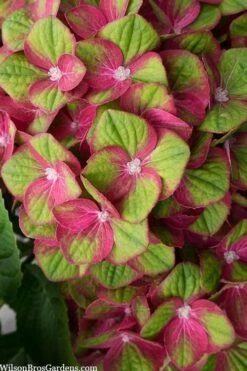 Tilt-A-Swirl Hydrangea - 3 Gallon Pot - SALE -Hydrangeas Zone hydrangea macrophylla tilt a swirl 5
