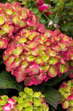 Tilt-A-Swirl Hydrangea - 3 Gallon Pot - SALE -Hydrangeas Zone hydrangea macrophylla tilt a swirl 7