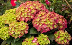 Tilt-A-Swirl Hydrangea - 3 Gallon Pot - SALE -Hydrangeas Zone hydrangea macrophylla tilt a swirl 8