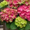 Tilt-A-Swirl Hydrangea - 3 Gallon Pot - SALE -Hydrangeas Zone hydrangea macrophylla tilt a swirl 9