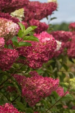 Berry White Panicle Hydrangea - 3 Gallon Pot -Hydrangeas Zone hydrangea paniculata berry white 5