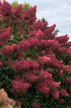 Berry White Panicle Hydrangea - 3 Gallon Pot -Hydrangeas Zone hydrangea paniculata berry white 7
