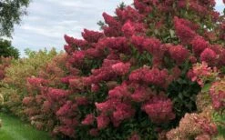 Berry White Panicle Hydrangea - 3 Gallon Pot -Hydrangeas Zone hydrangea paniculata berry white 8