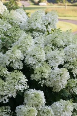 Bobo Hydrangea - 3 Gallon Pot -Hydrangeas Zone hydrangea paniculata bobo 3