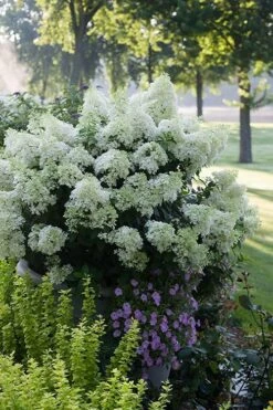 Bobo Hydrangea - 3 Gallon Pot -Hydrangeas Zone hydrangea paniculata bobo 5