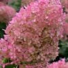 Bobo Hydrangea - 3 Gallon Pot -Hydrangeas Zone hydrangea paniculata bobo 6