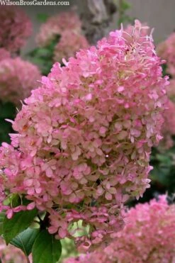 Bobo Hydrangea - 3 Gallon Pot