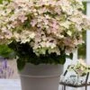 Early Evolution Hydrangea - 1 Gallon Pot -Hydrangeas Zone hydrangea paniculata early evolution 1