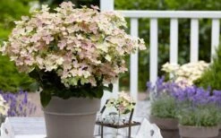 Early Evolution Hydrangea - 1 Gallon Pot -Hydrangeas Zone hydrangea paniculata early evolution 2