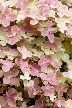 Early Evolution Hydrangea - 1 Gallon Pot -Hydrangeas Zone hydrangea paniculata early evolution 3