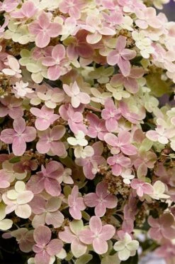 Early Evolution Hydrangea - 1 Gallon Pot -Hydrangeas Zone hydrangea paniculata early evolution 4