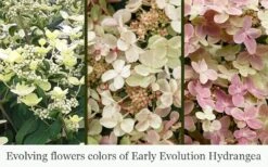 Early Evolution Hydrangea - 1 Gallon Pot -Hydrangeas Zone hydrangea paniculata early evolution 5