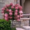Fire Light Hydrangea - Single Trunk Topiary Tree - 5 Gallon Pot 2 Fire Light Hydrangea - Single Trunk Topiary Tree - 5 Gallon Pot -Hydrangeas Zone hydrangea paniculata fire light tree form standard 2