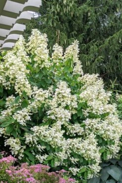 Kyushu Hydrangea - 3 Gallon Pot -Hydrangeas Zone hydrangea paniculata kyushu 7
