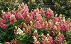 Flare Hydrangea - 3 Gallon Pot -Hydrangeas Zone hydrangea paniculata lava lamp flare 11