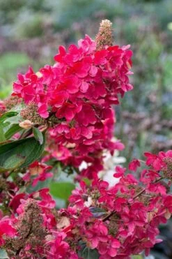 Flare Hydrangea - 3 Gallon Pot -Hydrangeas Zone hydrangea paniculata lava lamp flare 15 1