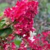 Flare Hydrangea - 3 Gallon Pot 2 Flare Hydrangea - 3 Gallon Pot -Hydrangeas Zone hydrangea paniculata lava lamp flare 15