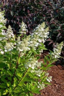 Flare Hydrangea - 3 Gallon Pot -Hydrangeas Zone hydrangea paniculata lava lamp flare 17