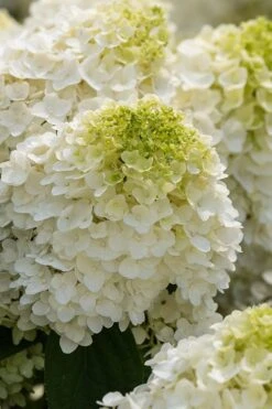 Little Hottie Hydrangea - 3 Gallon Pot -Hydrangeas Zone hydrangea paniculata little hottie 1 1