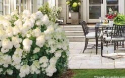 Little Hottie Hydrangea - 2.5 Gallon Pot -Hydrangeas Zone hydrangea paniculata little hottie 5