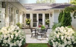 Little Hottie Hydrangea - 2.5 Gallon Pot -Hydrangeas Zone hydrangea paniculata little hottie 7