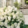 Little Hottie Hydrangea - 2.5 Gallon Pot -Hydrangeas Zone hydrangea paniculata little hottie 8