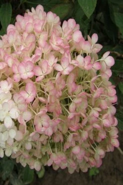 Little Hottie Hydrangea - 3 Gallon Pot -Hydrangeas Zone hydrangea paniculata little hottie 9 1