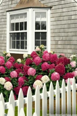 Little Lime Punch Hydrangea - 3 Gallon Pot -Hydrangeas Zone hydrangea paniculata little lime punch 2