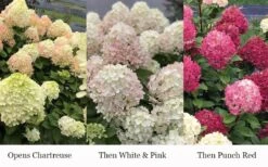 Little Lime Punch Hydrangea - 3 Gallon Pot -Hydrangeas Zone hydrangea paniculata little lime punch 3