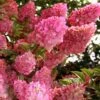 Strawberry Sundae Hydrangea - 1 Gallon Pot -Hydrangeas Zone hydrangea paniculata strawberry sundae 1 1