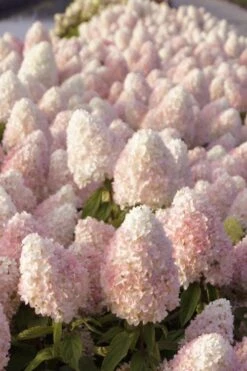 Sweet Summer Panicle Hydrangea - 3 Gallon Pot -Hydrangeas Zone hydrangea paniculata sweet summer 1