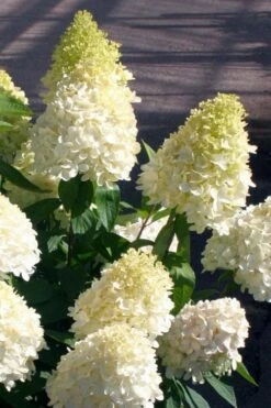 Sweet Summer Panicle Hydrangea - 3 Gallon Pot -Hydrangeas Zone hydrangea paniculata sweet summer 2
