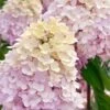 Sweet Summer Panicle Hydrangea - 3 Gallon Pot -Hydrangeas Zone hydrangea paniculata sweet summer 6