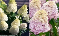 Sweet Summer Panicle Hydrangea - 3 Gallon Pot -Hydrangeas Zone hydrangea paniculata sweet summer 7
