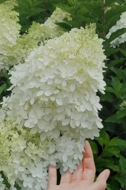 Phantom Hydrangea - 2 Gallon Pot -Hydrangeas Zone hydrangea phantom 20