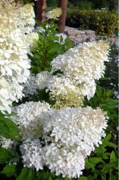 Phantom Hydrangea - 2 Gallon Pot -Hydrangeas Zone hydrangea phantom 500x750 1