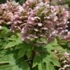 Queen Of Hearts Oakleaf Hydrangea - 3 Gallon Pot -Hydrangeas Zone hydrangea queen of hearts oakleaf 500x750 1