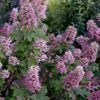 Gatsby Pink Oakleaf Hydrangea - 3 Gallon Pot -Hydrangeas Zone hydrangea quercifolia gatsby pink 17
