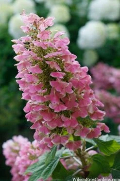 Gatsby Pink Oakleaf Hydrangea - 3 Gallon Pot -Hydrangeas Zone hydrangea quercifolia gatsby pink 7
