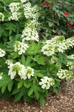 Pee Wee Dwarf Oakleaf Hydrangea - 2 Gallon Pot -Hydrangeas Zone hydrangea quercifolia pee wee oakleaf 1 2