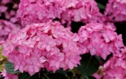 Let's Dance 'Can Do' Hydrangea - 2 Gallon Pot 15 Let's Dance 'Can Do' Hydrangea - 2 Gallon Pot -Hydrangeas Zone hydrangea serrata lets dance can do 3