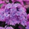 Let's Dance 'Can Do' Hydrangea - 2 Gallon Pot 2 Let's Dance 'Can Do' Hydrangea - 2 Gallon Pot -Hydrangeas Zone hydrangea serrata lets dance can do 5