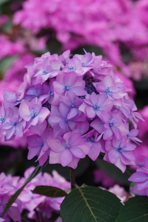 Let's Dance 'Can Do' Hydrangea - 2 Gallon Pot 3 Let's Dance 'Can Do' Hydrangea - 2 Gallon Pot