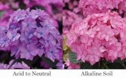 Let's Dance 'Can Do' Hydrangea - 2 Gallon Pot 14 Let's Dance 'Can Do' Hydrangea - 2 Gallon Pot -Hydrangeas Zone hydrangea serrata lets dance can do 6